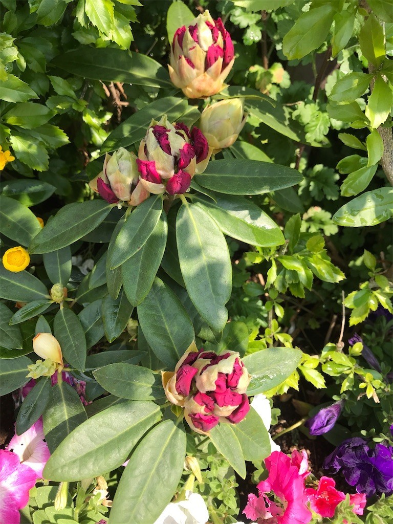 f:id:Magnoliarida:20200430185013j:image