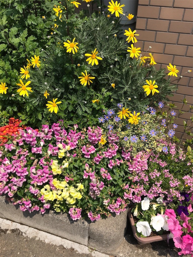 f:id:Magnoliarida:20200430185018j:image