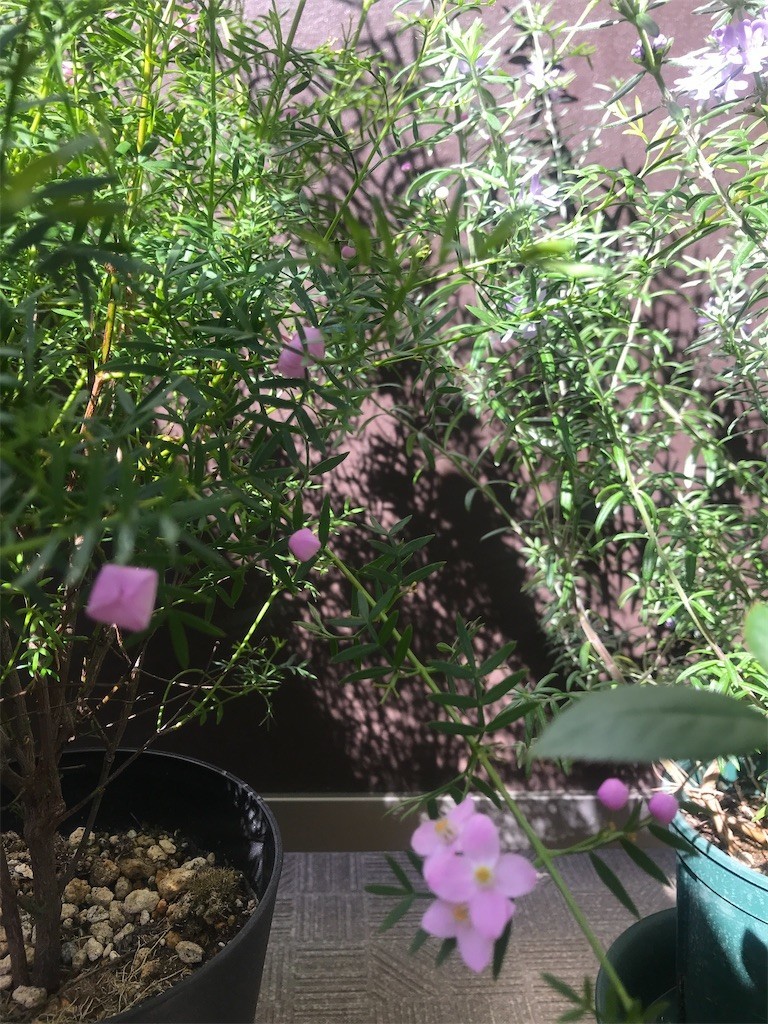 f:id:Magnoliarida:20200517105000j:image