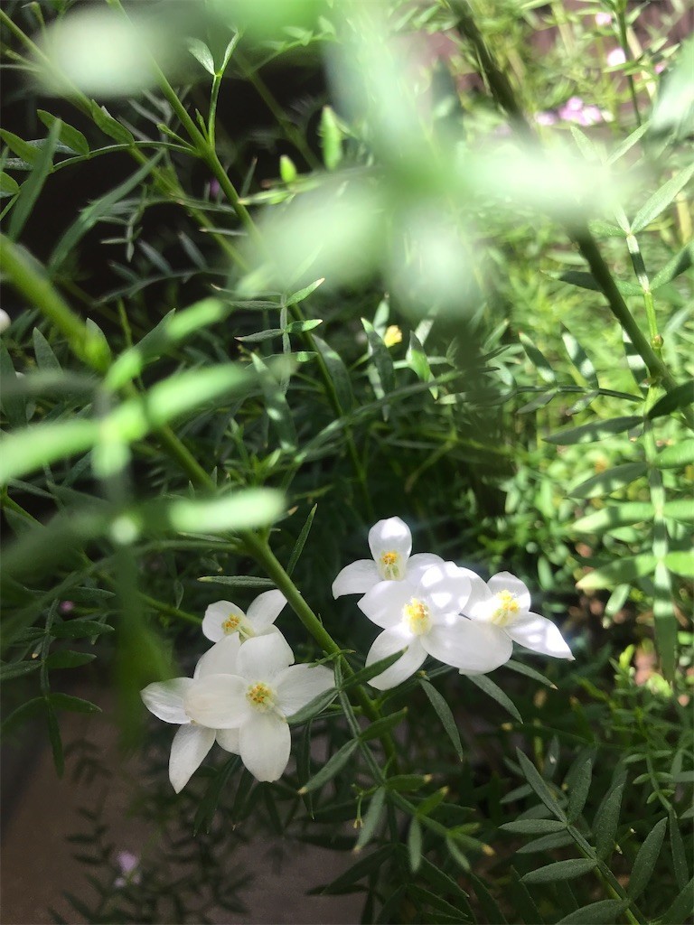 f:id:Magnoliarida:20200517105003j:image