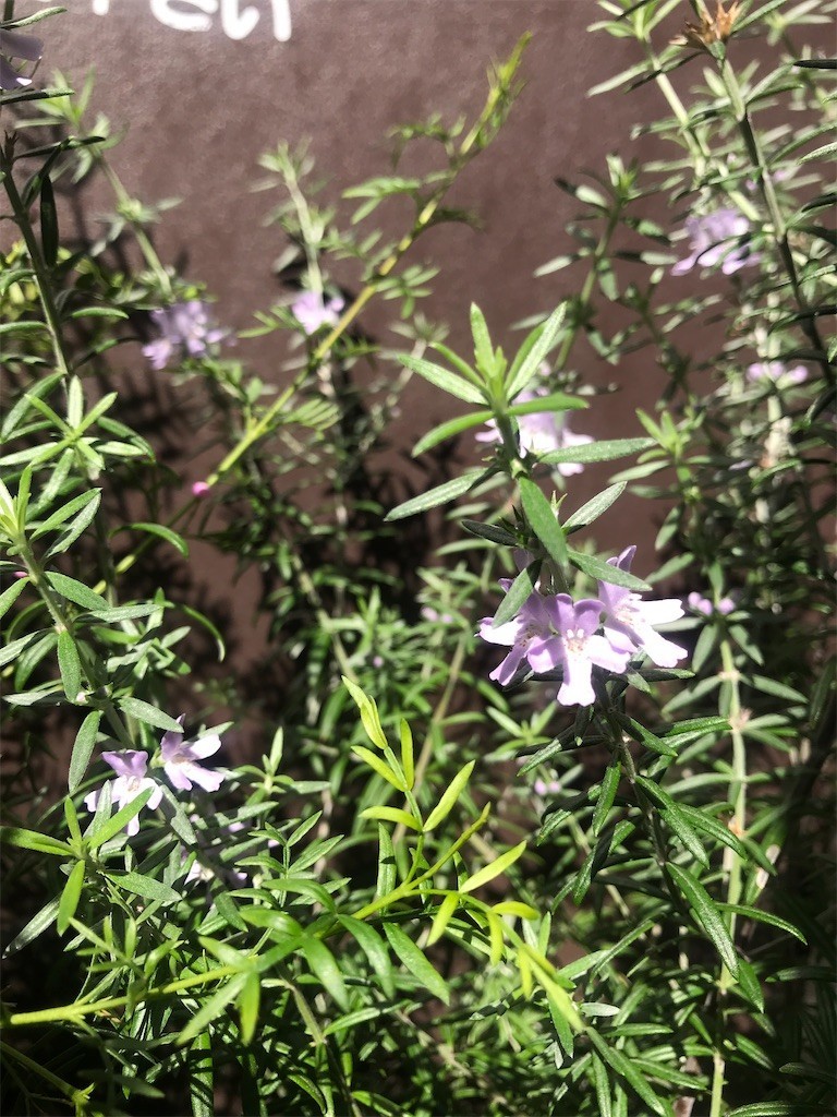 f:id:Magnoliarida:20200517105019j:image