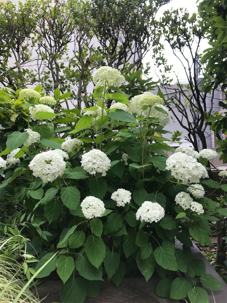 f:id:Magnoliarida:20200611221425j:image