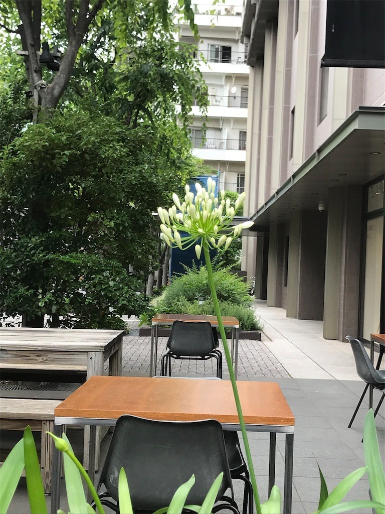 f:id:Magnoliarida:20200611221443j:image