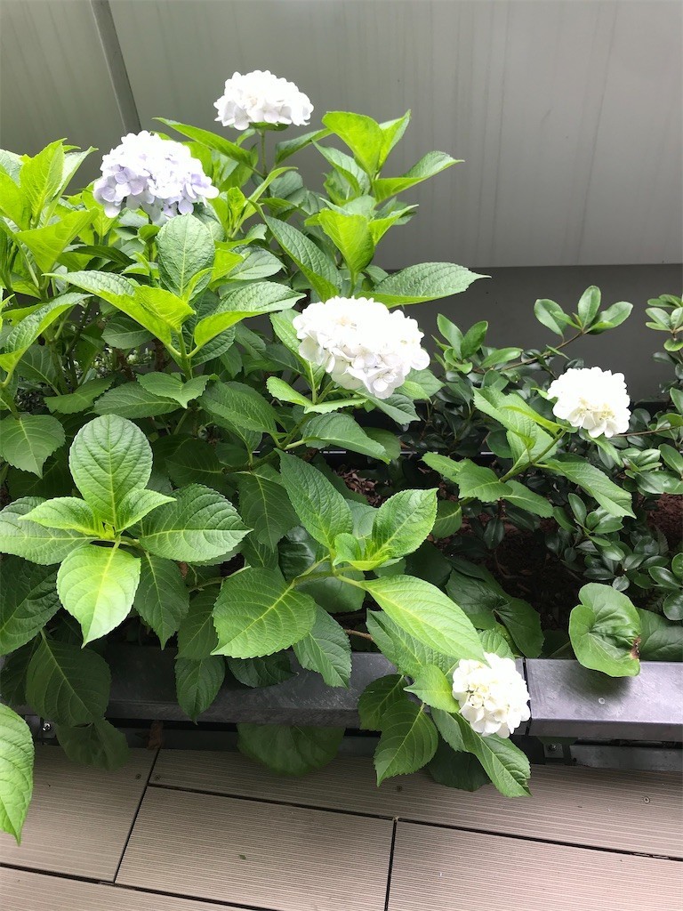 f:id:Magnoliarida:20200611221637j:image