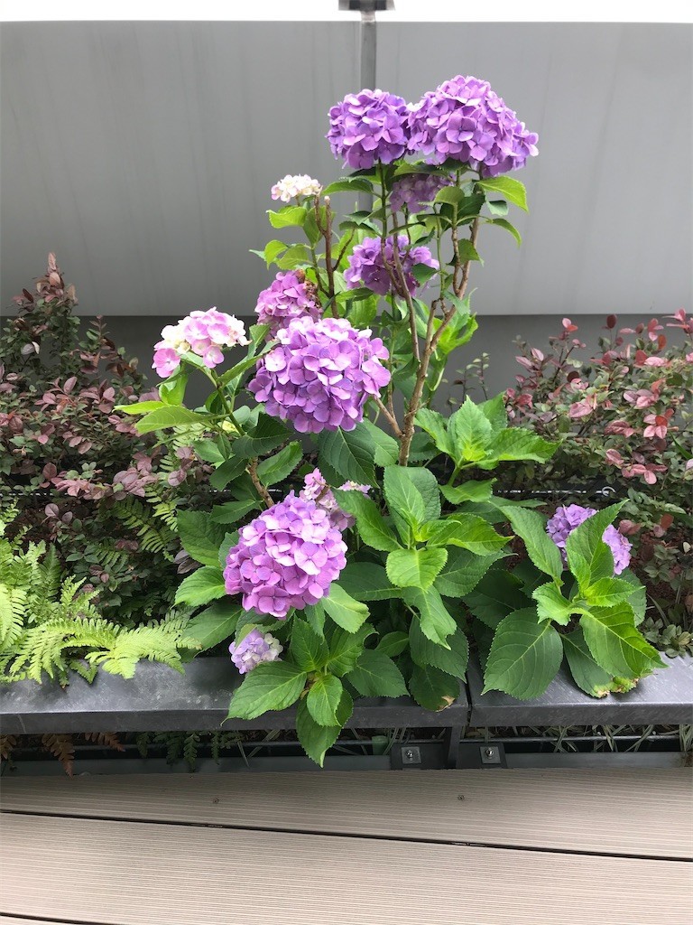 f:id:Magnoliarida:20200611221642j:image