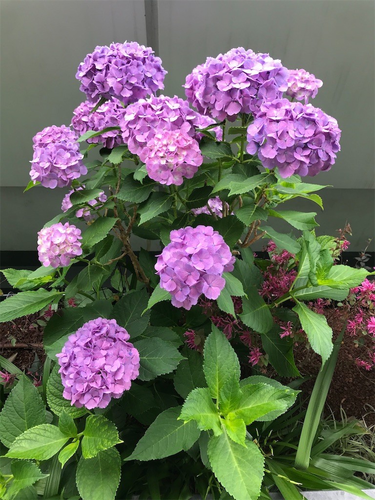 f:id:Magnoliarida:20200611222243j:image