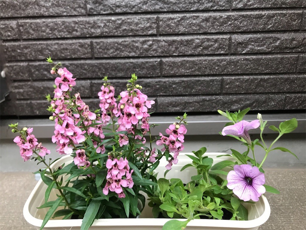 f:id:Magnoliarida:20200624090041j:image f:id:Magnoliarida:20200624090041j:image