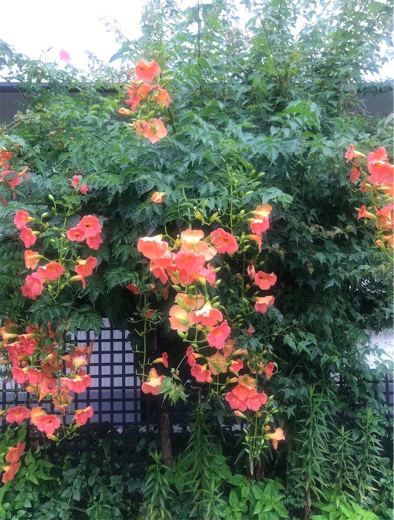 f:id:Magnoliarida:20200628120552j:image