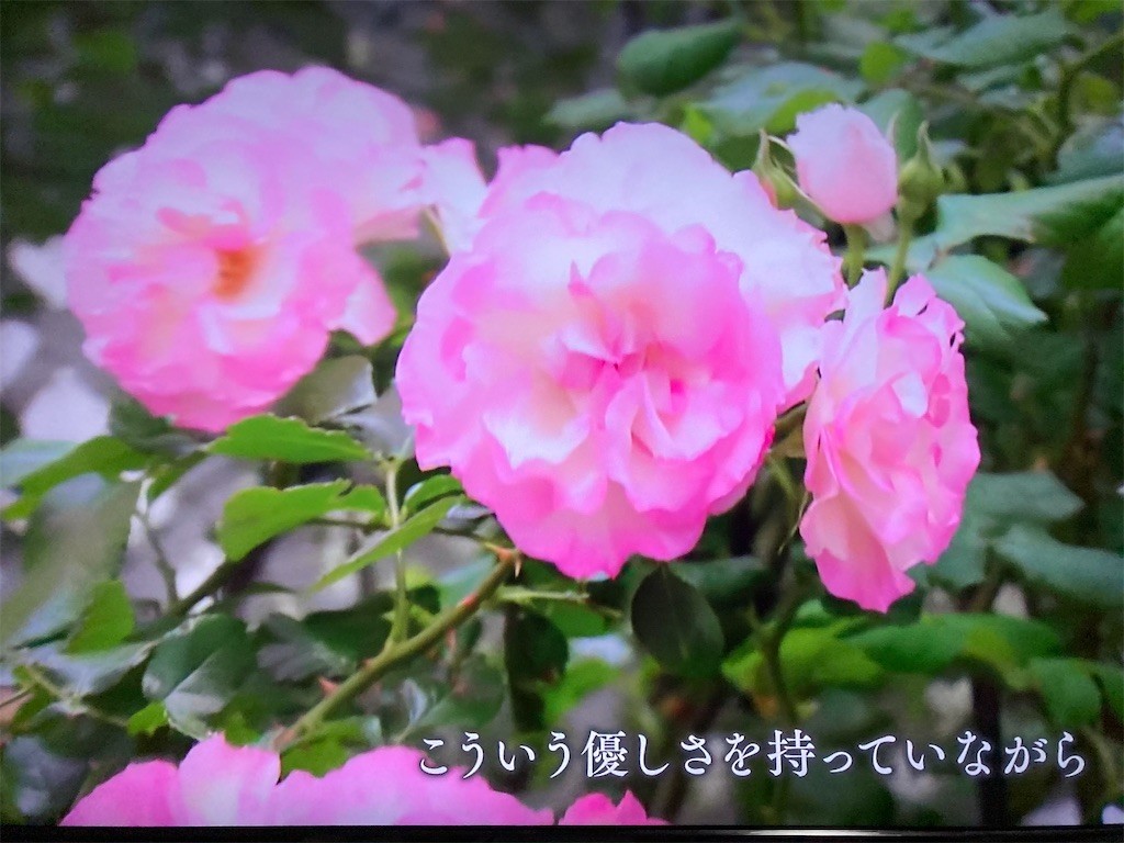 f:id:Magnoliarida:20200821003455j:image