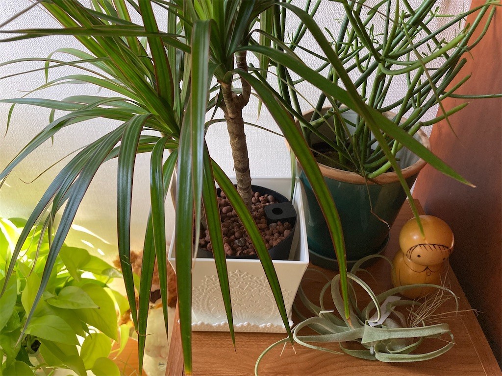 f:id:Magnoliarida:20200905112138j:image