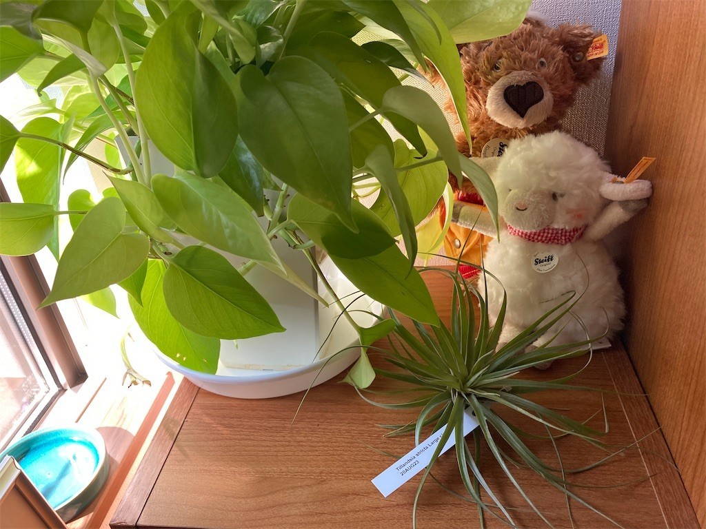 f:id:Magnoliarida:20200905112143j:image