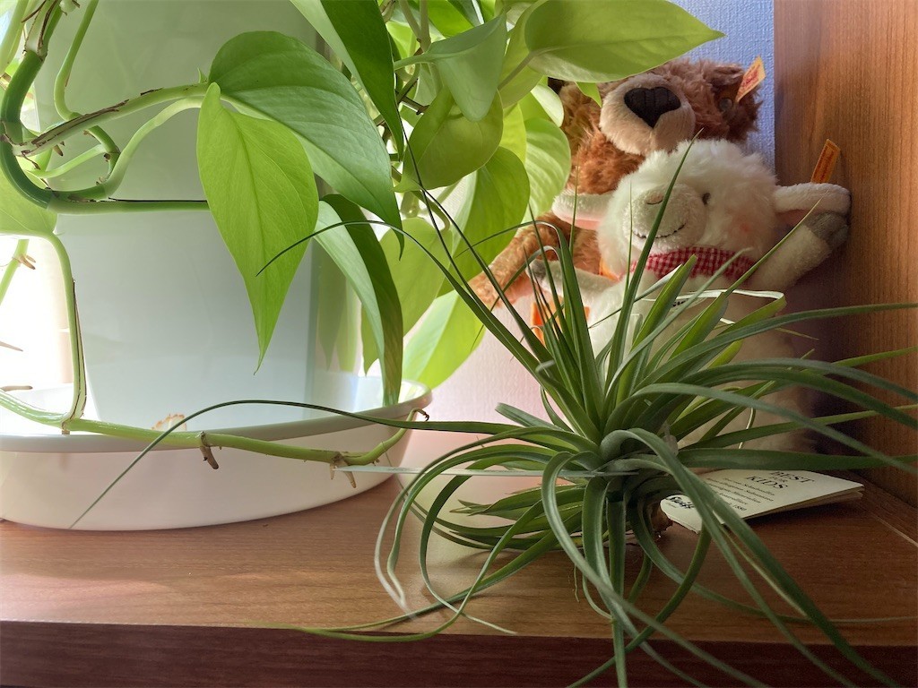 f:id:Magnoliarida:20200905112422j:image