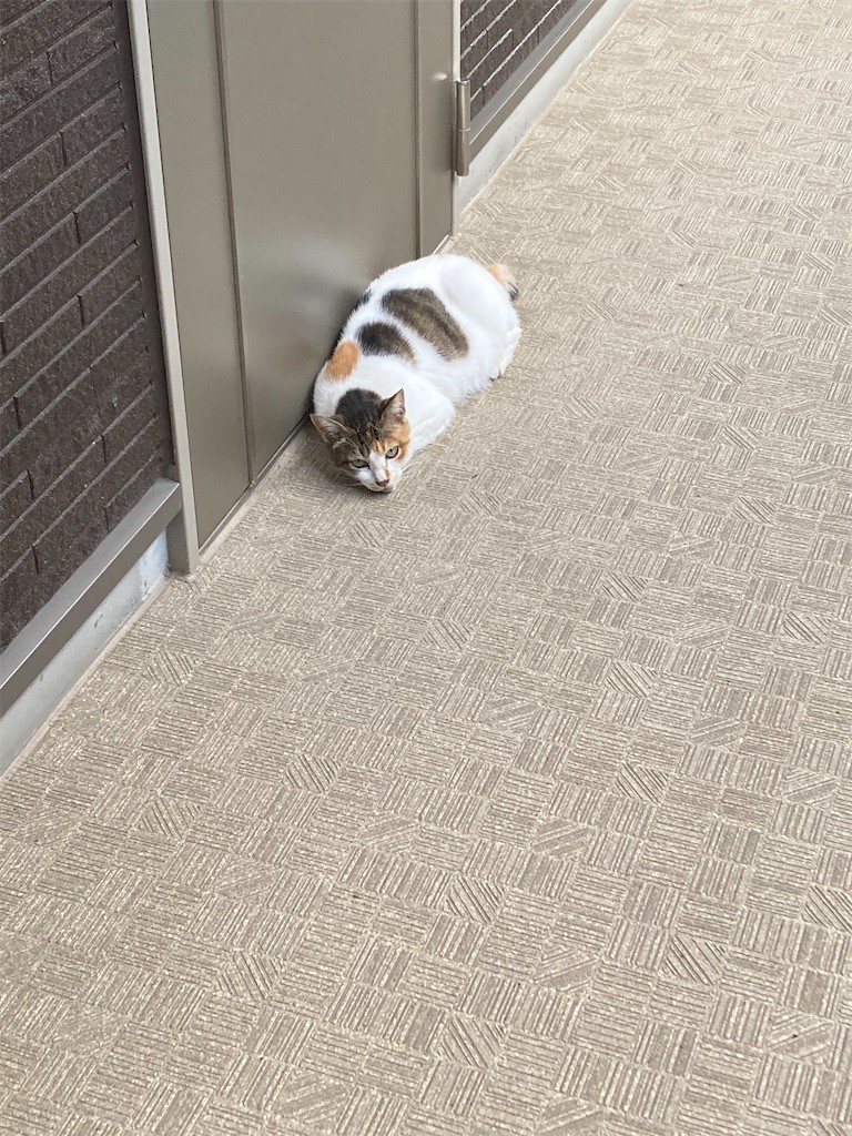 f:id:Magnoliarida:20200905115113j:image