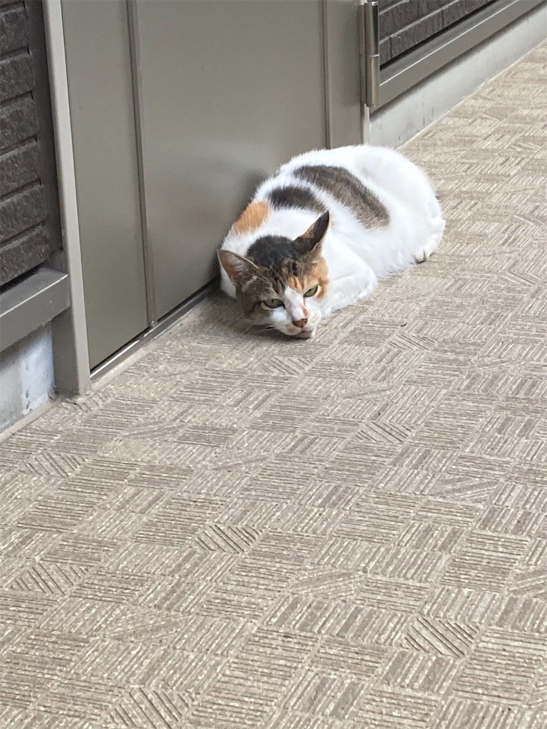 f:id:Magnoliarida:20200905115117j:image