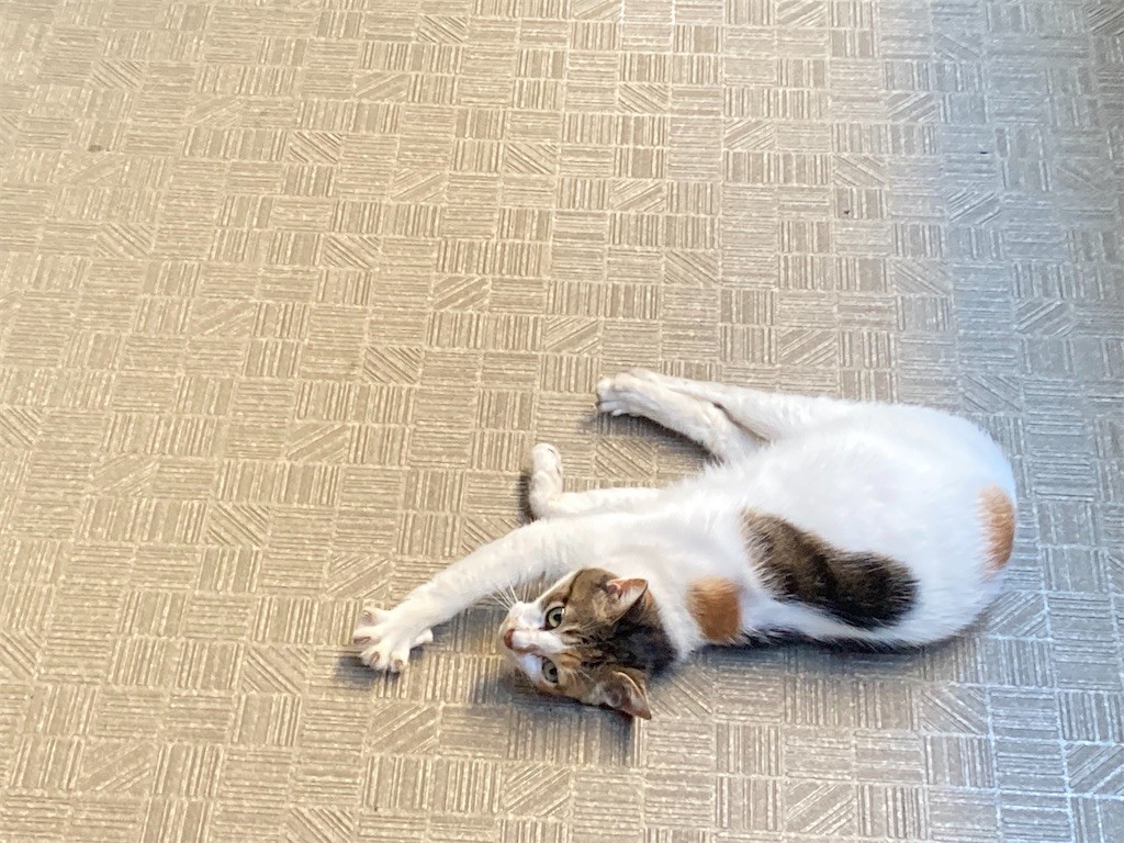 f:id:Magnoliarida:20200905115146j:image