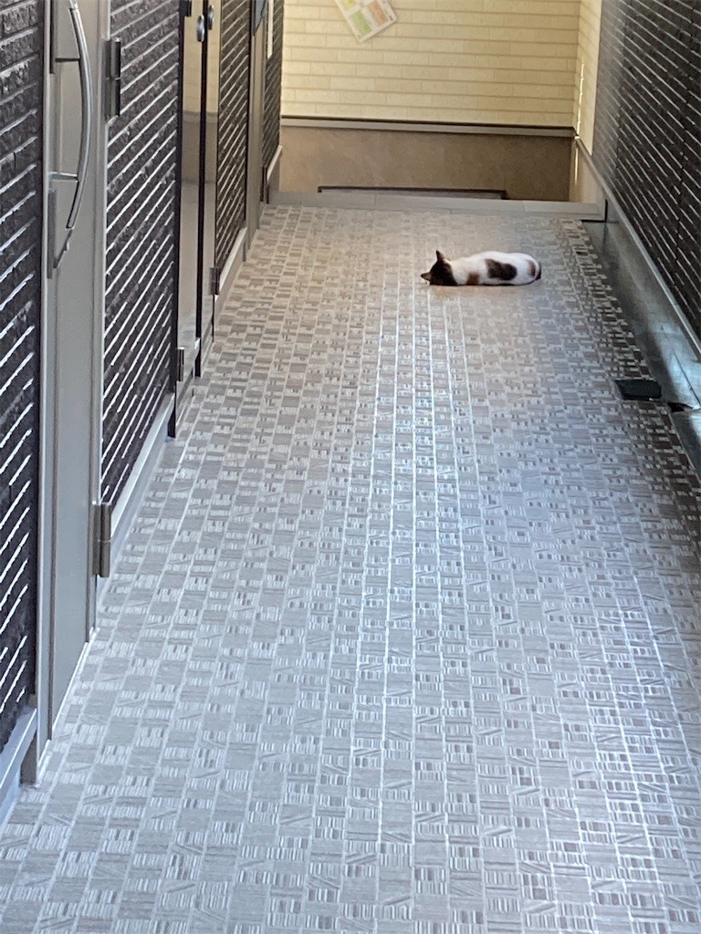 f:id:Magnoliarida:20200905115204j:image