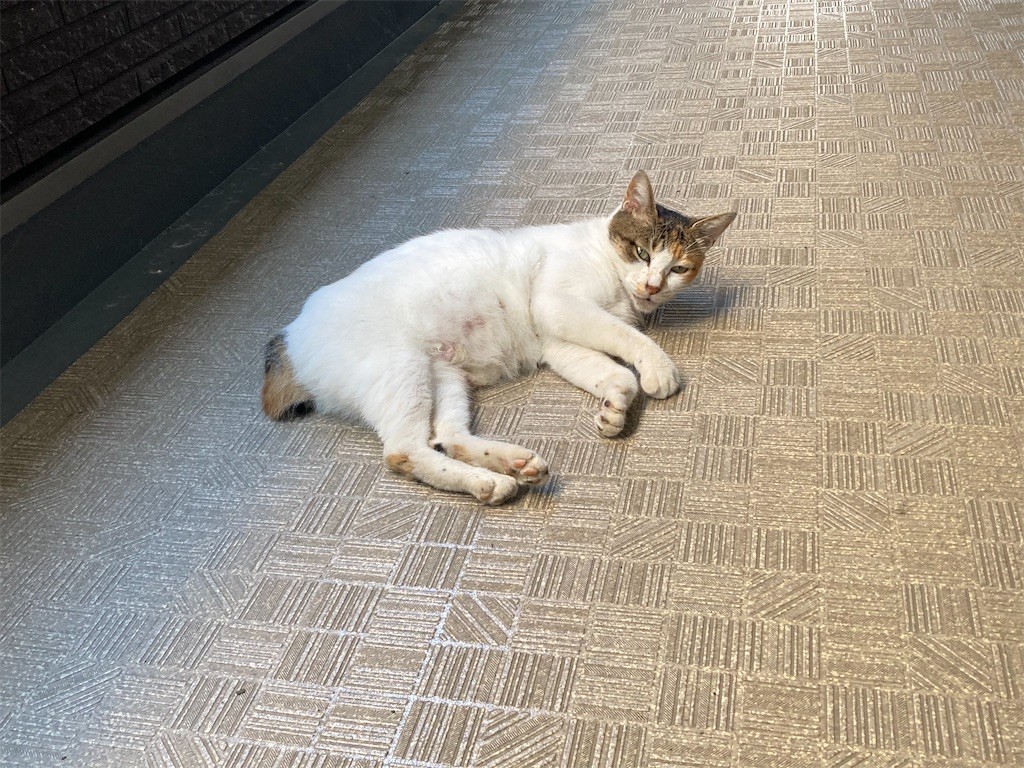 f:id:Magnoliarida:20200905115208j:image