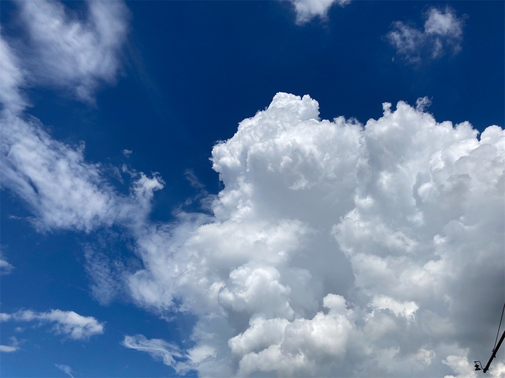 f:id:Magnoliarida:20200911130536j:image f:id:Magnoliarida:20200911130536j:image