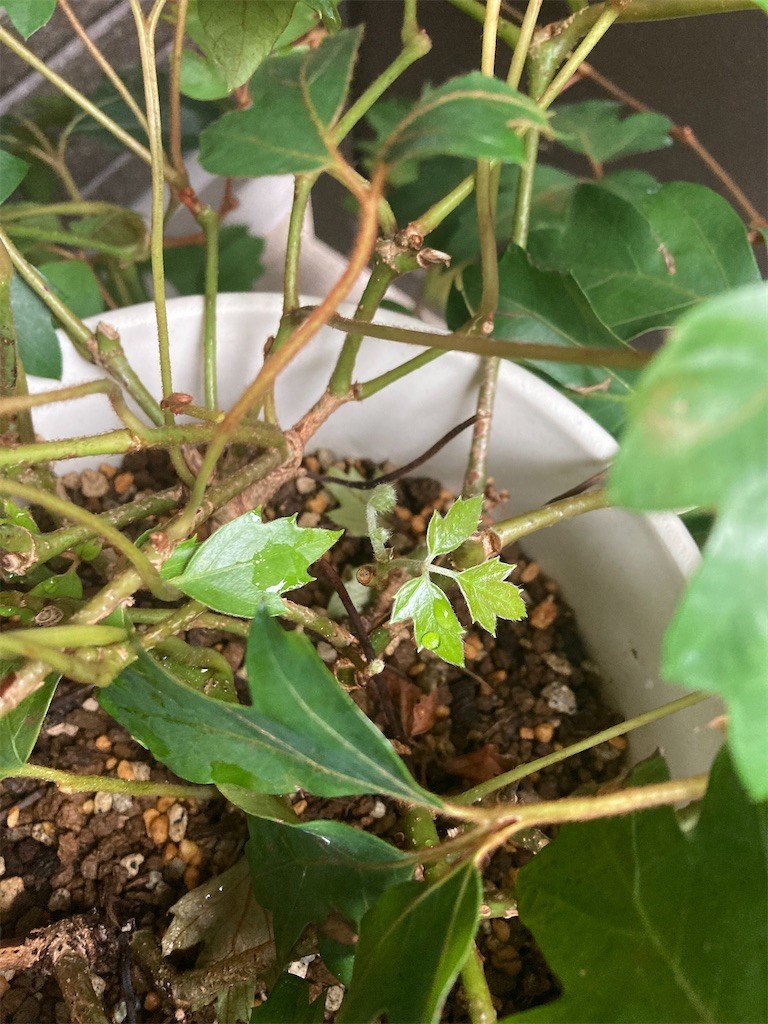 f:id:Magnoliarida:20200920081601j:image