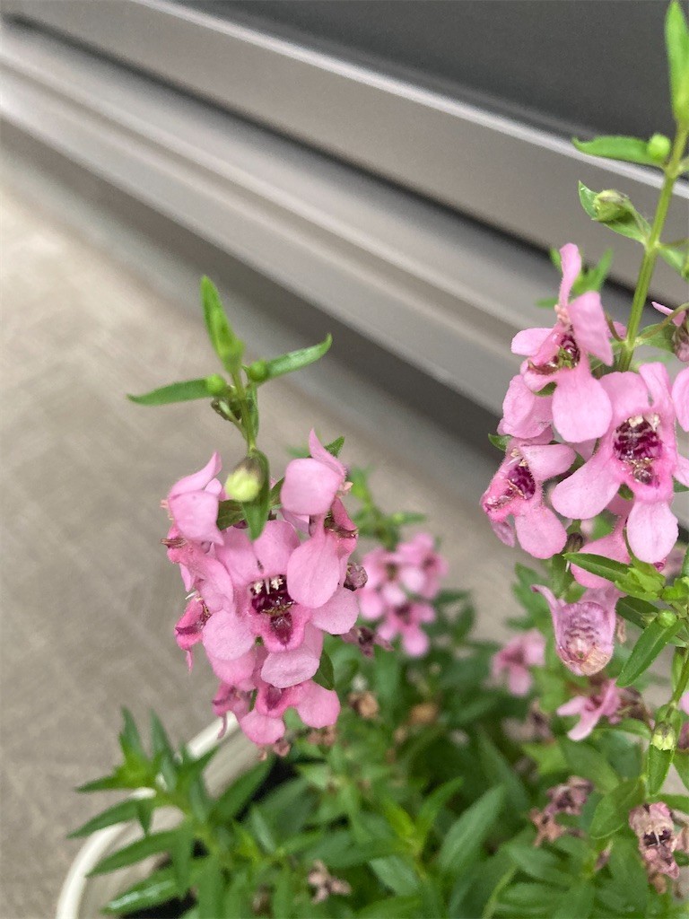 f:id:Magnoliarida:20200920081633j:image