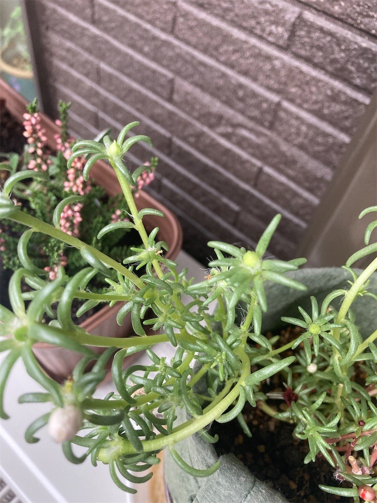 f:id:Magnoliarida:20200920081642j:image