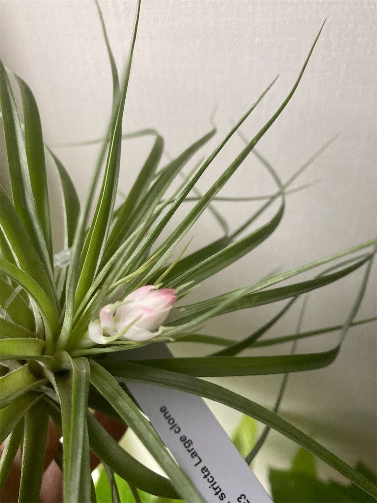 f:id:Magnoliarida:20200920081653j:image