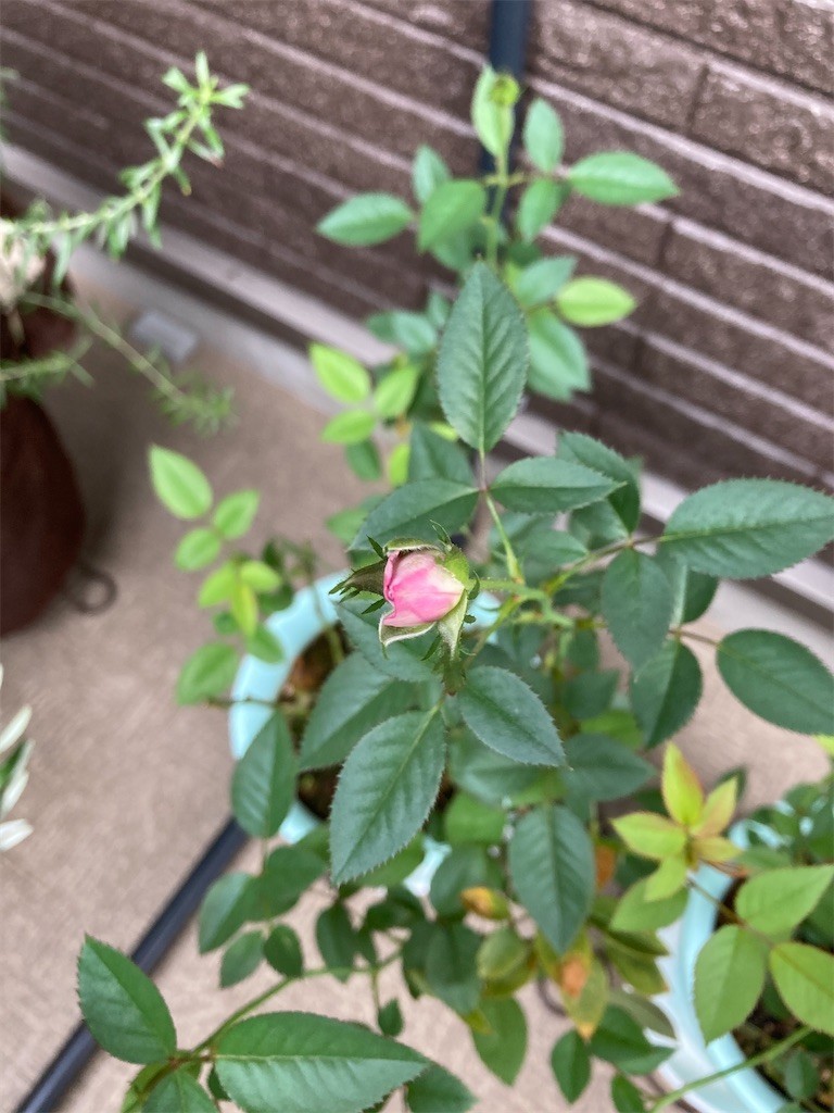 f:id:Magnoliarida:20200923080202j:image f:id:Magnoliarida:20200923080202j:image