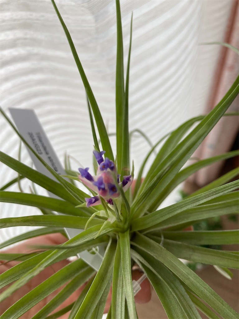 f:id:Magnoliarida:20200927111711j:image