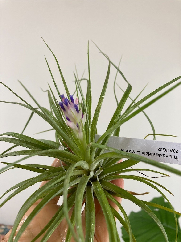 f:id:Magnoliarida:20200927111716j:image