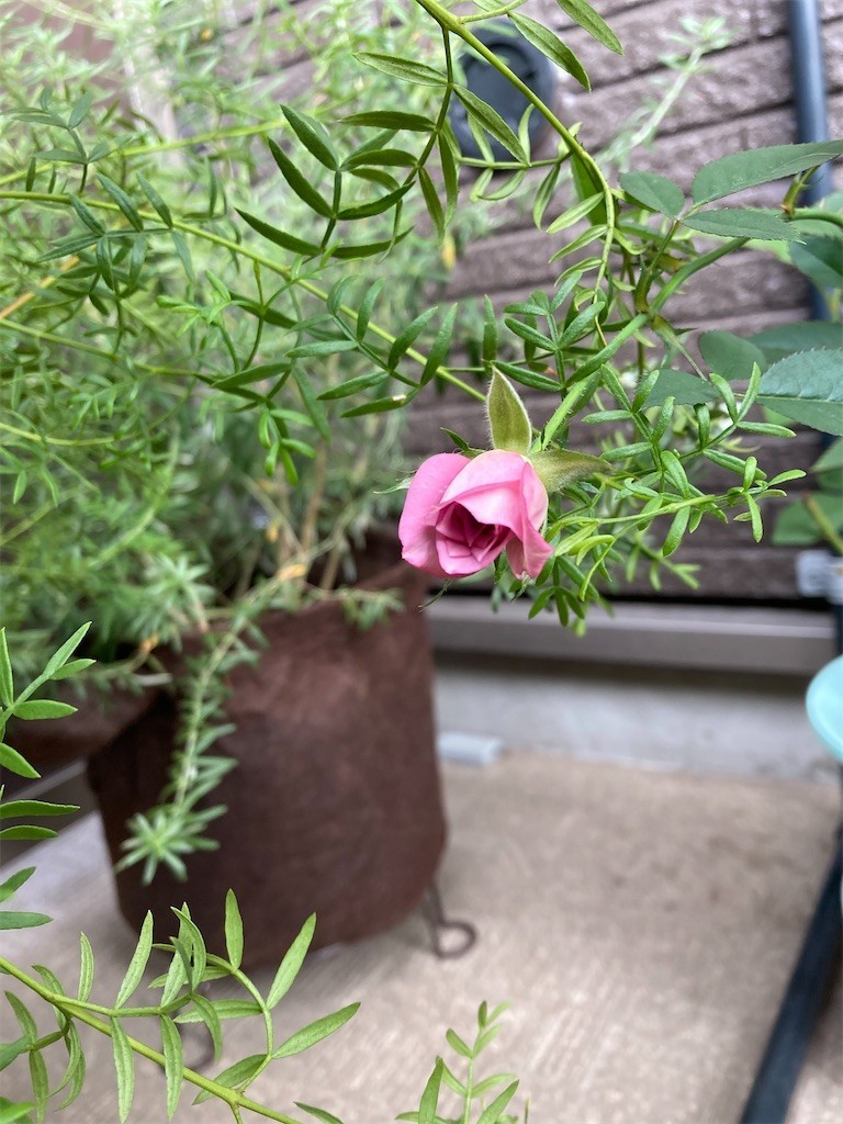 f:id:Magnoliarida:20201003083830j:image f:id:Magnoliarida:20201003083830j:image