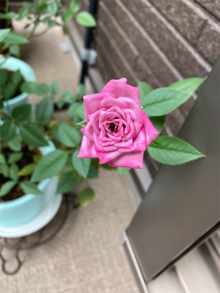 f:id:Magnoliarida:20201012073226j:image