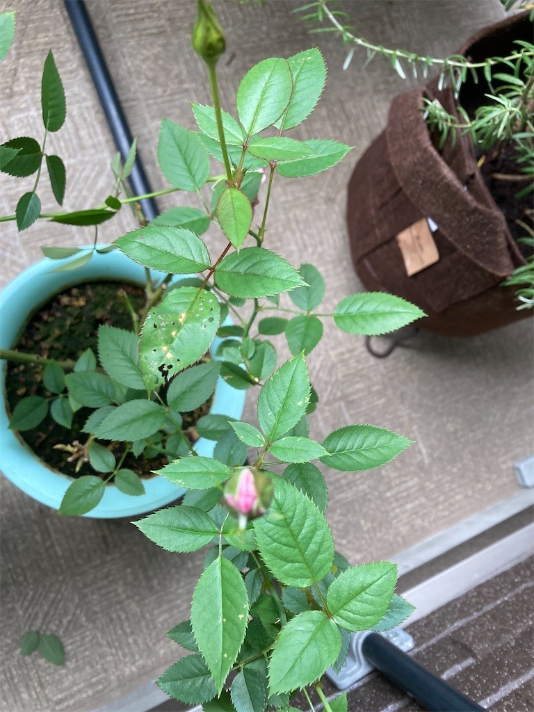 f:id:Magnoliarida:20201012073229j:image