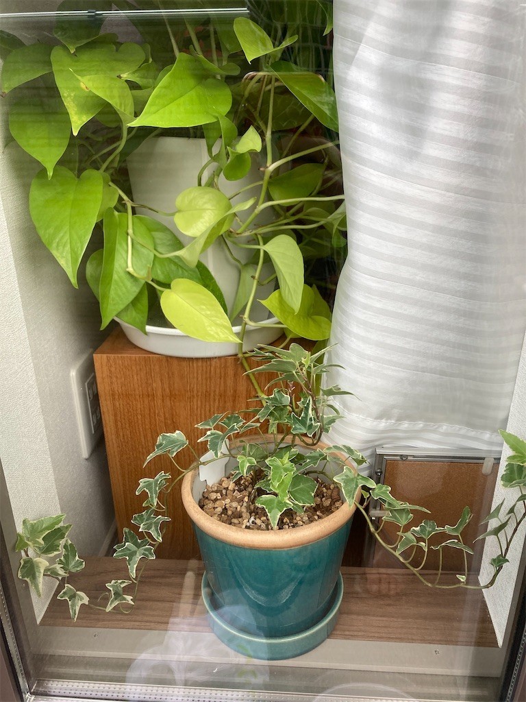 f:id:Magnoliarida:20201012073233j:image