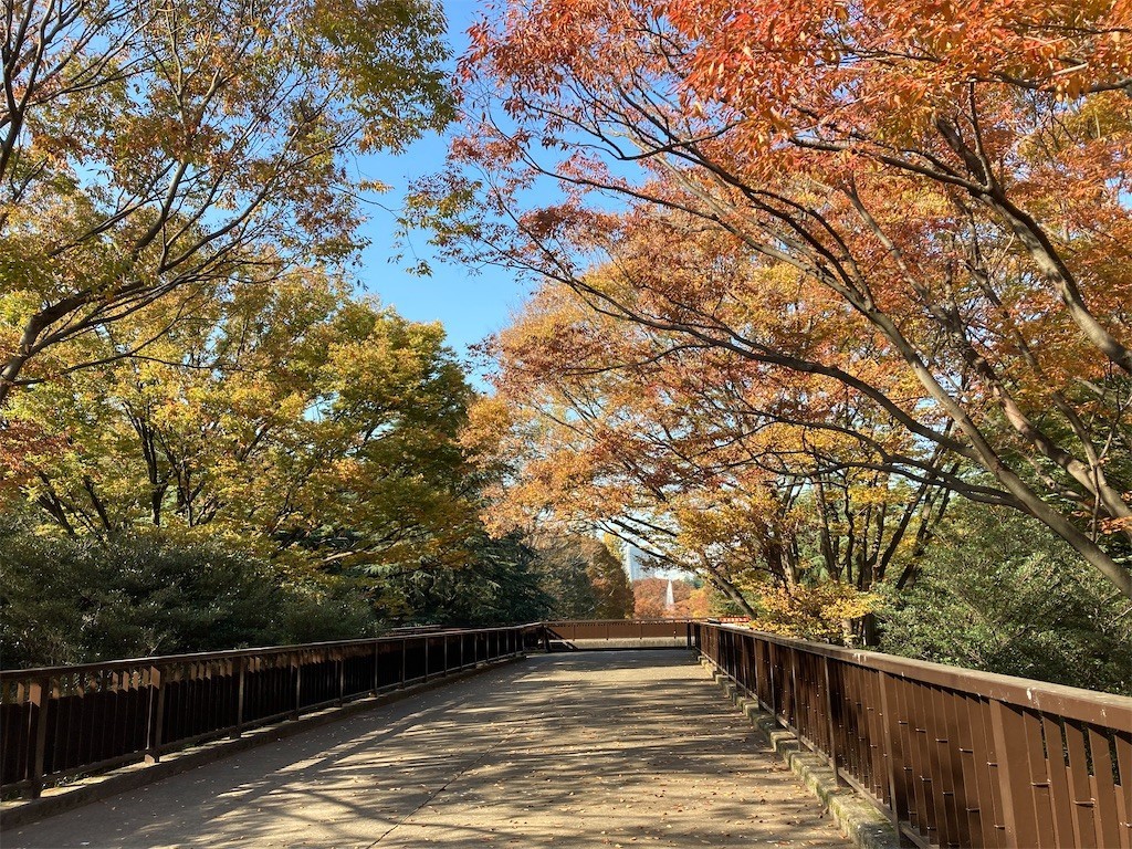 f:id:Magnoliarida:20201113182236j:image