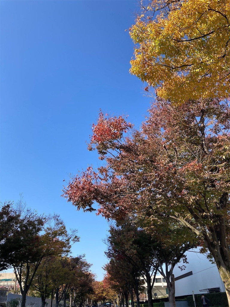 f:id:Magnoliarida:20201113182331j:image