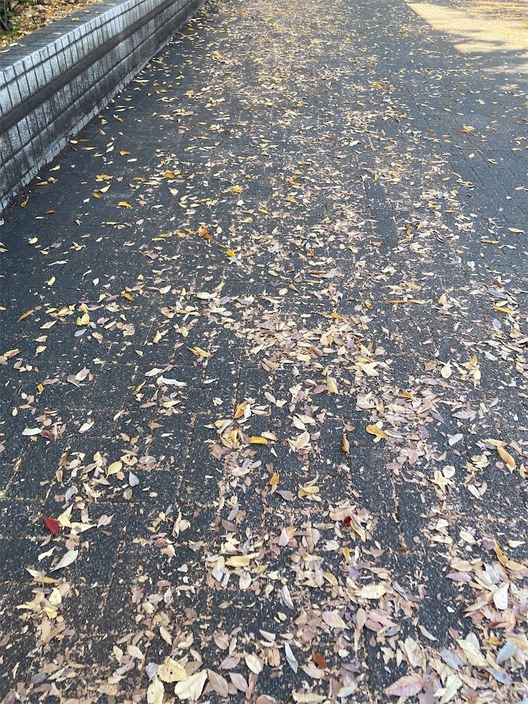 f:id:Magnoliarida:20201113182336j:image