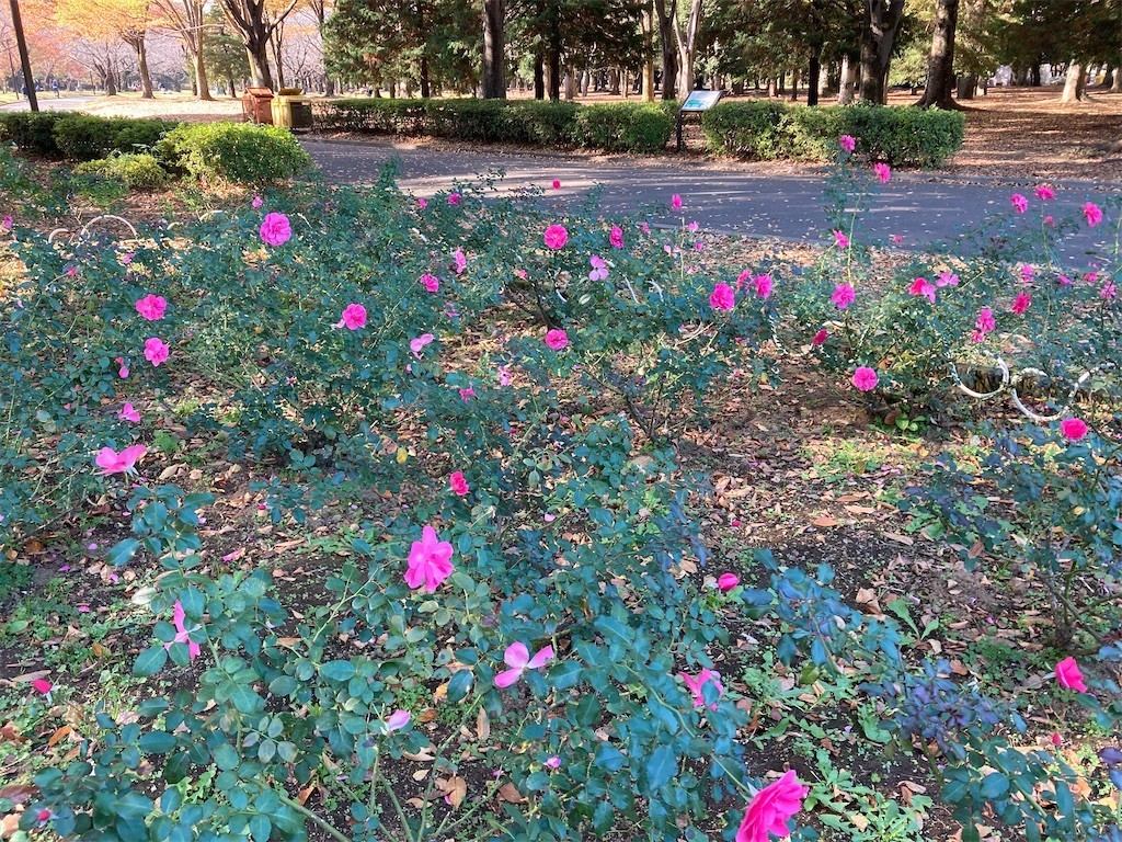 f:id:Magnoliarida:20201113182420j:image