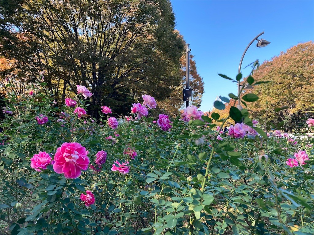 f:id:Magnoliarida:20201113182424j:image