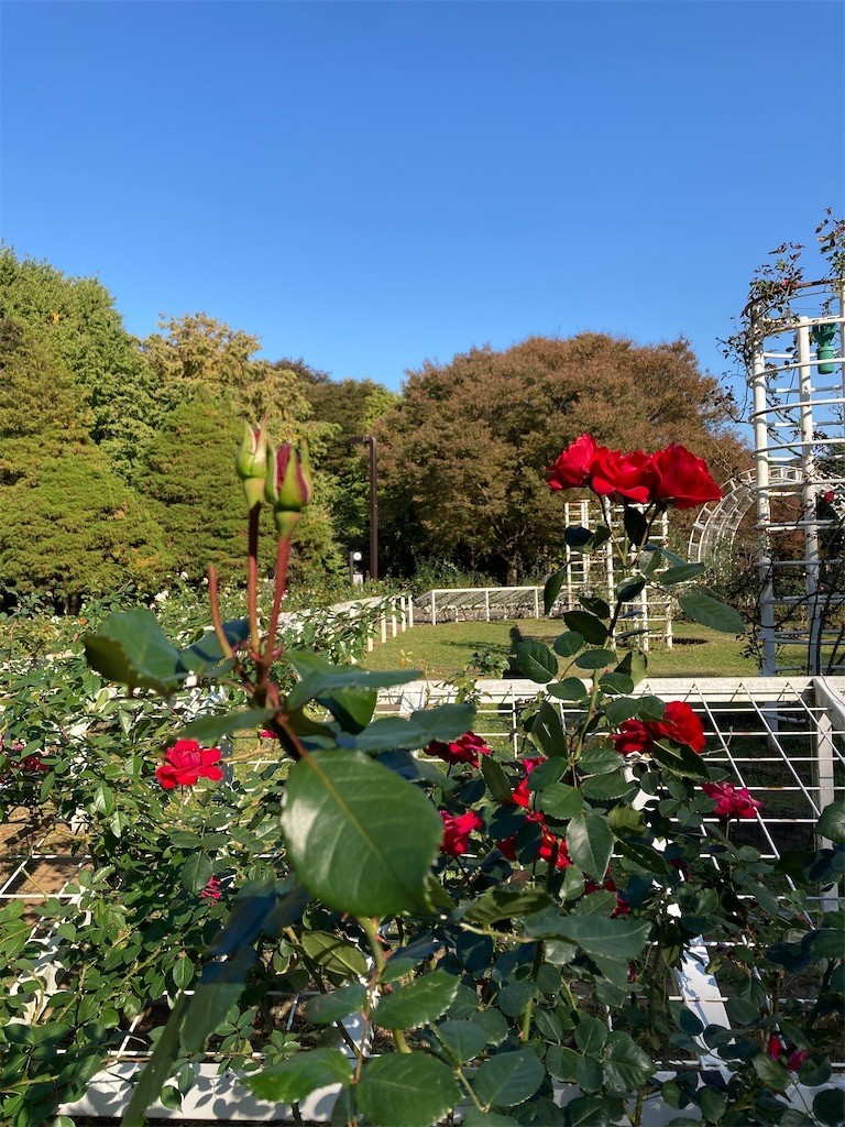 f:id:Magnoliarida:20201113182503j:image