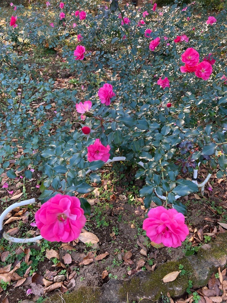 f:id:Magnoliarida:20201113182507j:image