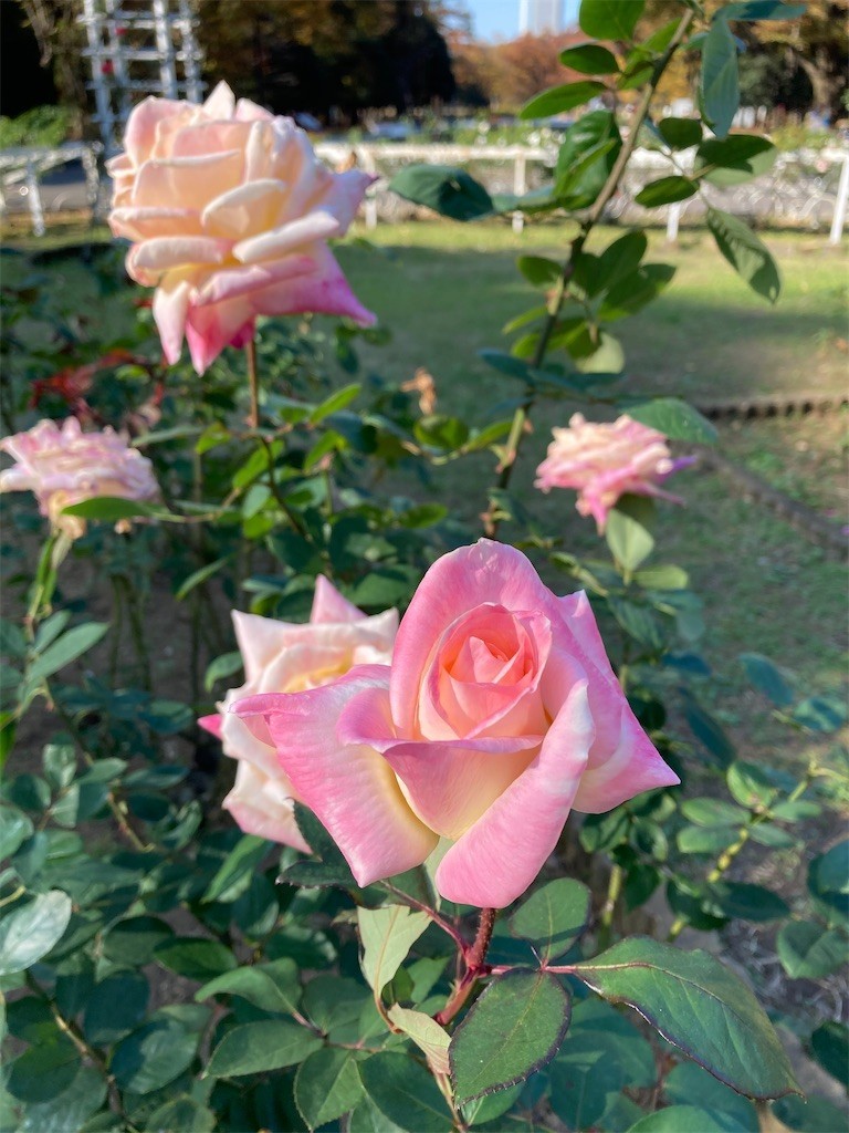 f:id:Magnoliarida:20201113182536j:image