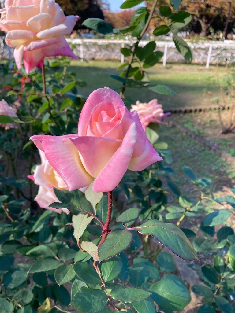 f:id:Magnoliarida:20201113182541j:image