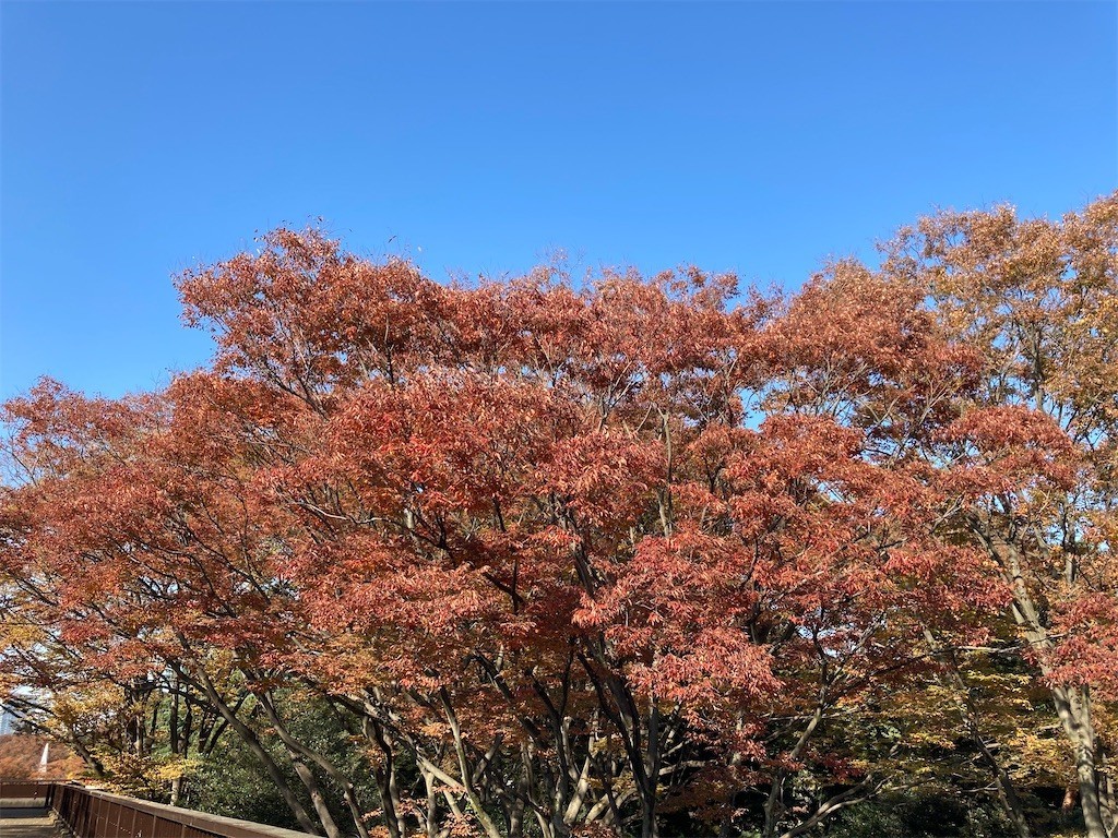 f:id:Magnoliarida:20201113182817j:image