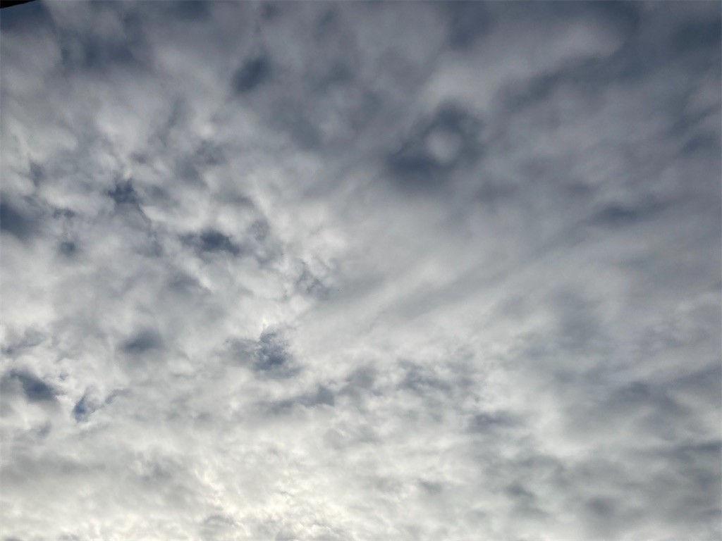 f:id:Magnoliarida:20201122090612j:image f:id:Magnoliarida:20201122090612j:image