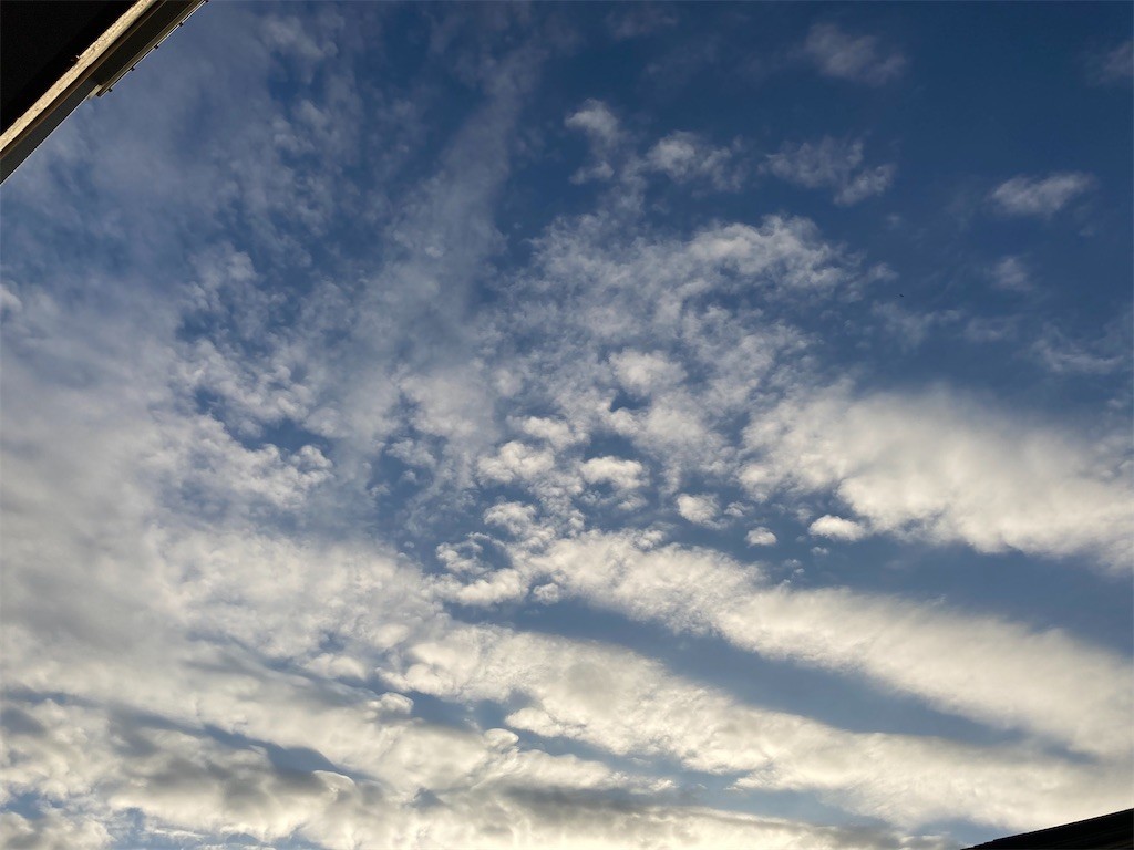 f:id:Magnoliarida:20201122090615j:image f:id:Magnoliarida:20201122090615j:image