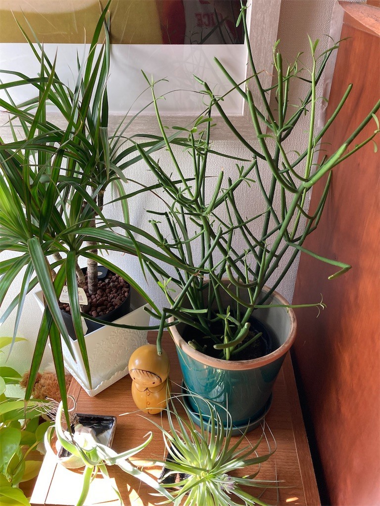 f:id:Magnoliarida:20201122104538j:image f:id:Magnoliarida:20201122104538j:image