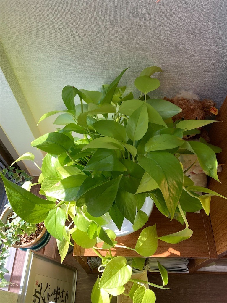 f:id:Magnoliarida:20201122104551j:image f:id:Magnoliarida:20201122104551j:image