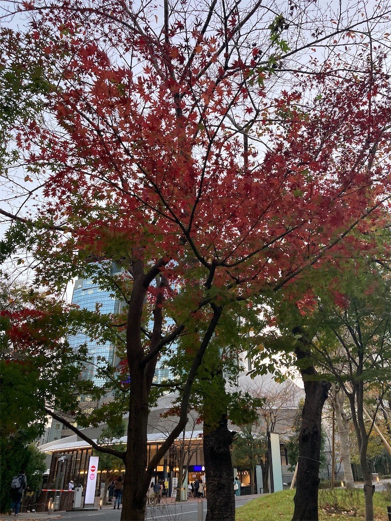 f:id:Magnoliarida:20201123010449j:image f:id:Magnoliarida:20201123010449j:image