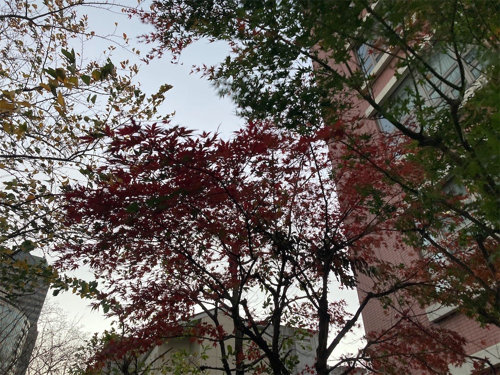 f:id:Magnoliarida:20201123010538j:image f:id:Magnoliarida:20201123010538j:image