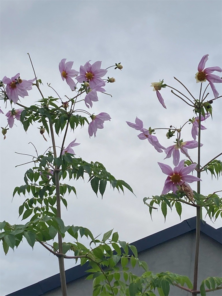 f:id:Magnoliarida:20201127153831j:image f:id:Magnoliarida:20201127153831j:image